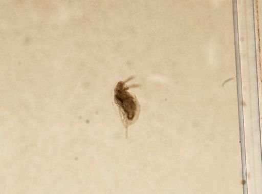 Daphnia pulex