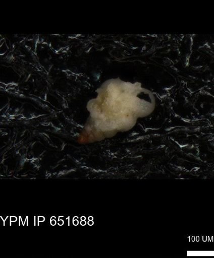 undet. Heterohelicidae