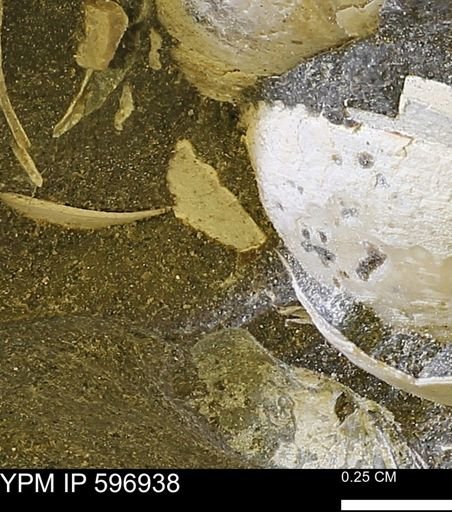 undet. Bivalvia