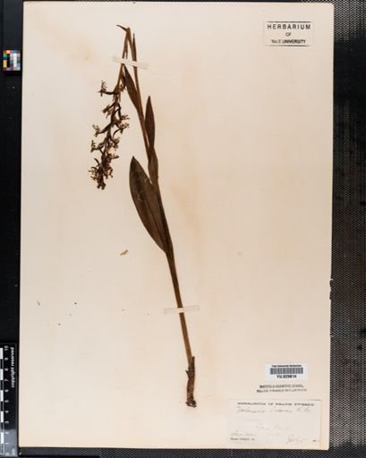 Habenaria