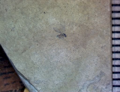 undet. Diptera