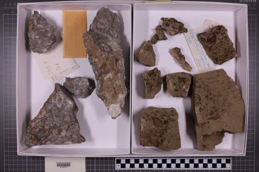 mixed taxa, stratigraphic collection