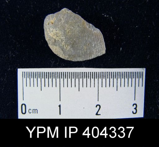 undet. Brachiopoda