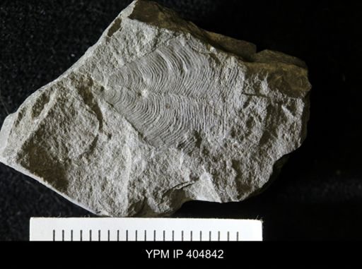 Conularia longa