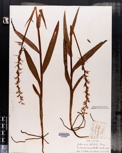 Habenaria