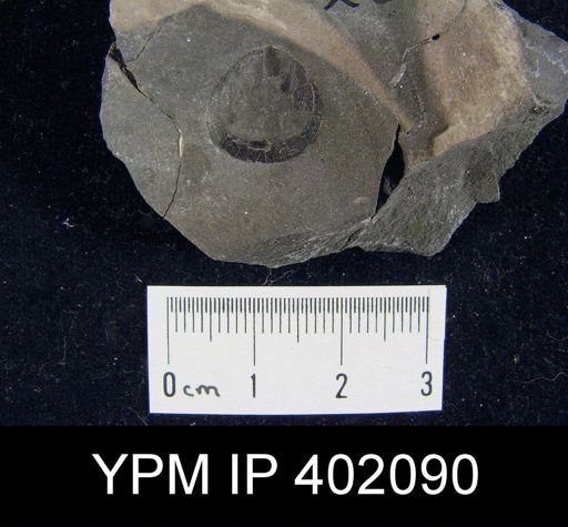 Palaeoglossa cyane
