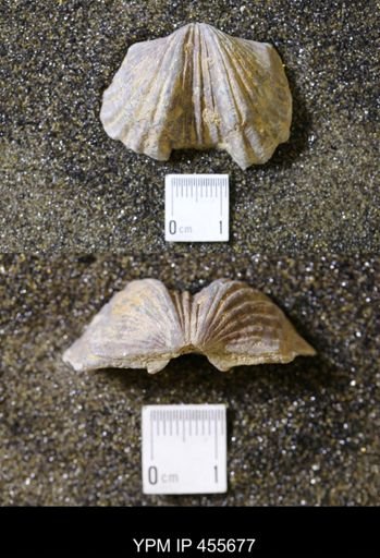 Platystrophia ponderosa