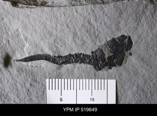 Castericystis vali