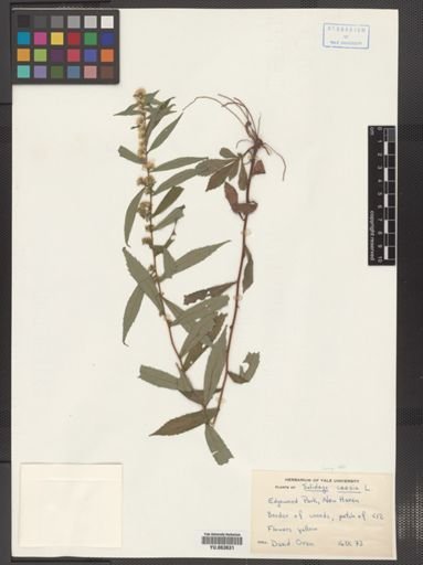 Solidago caesia