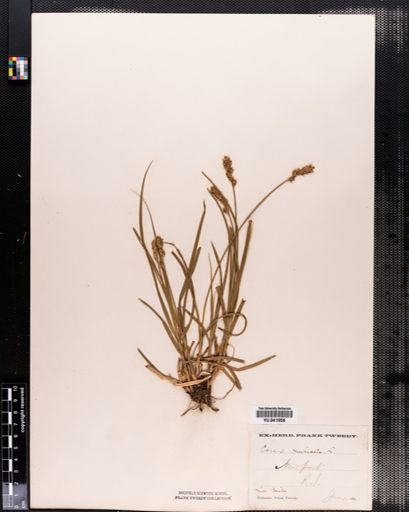 Carex spicata