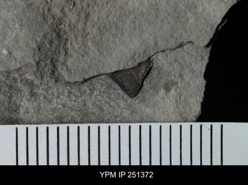undet. Eurypterida