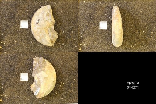Hoploscaphites comprimus