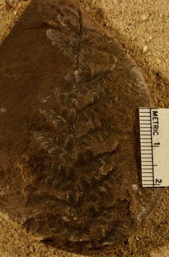 Pecopteris