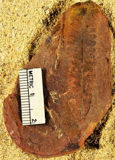 Pecopteris