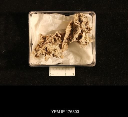 Assemblage Taxa = Brachiopods