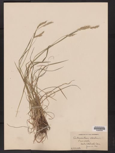 Anthoxanthum odoratum