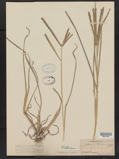 Eleusine indica