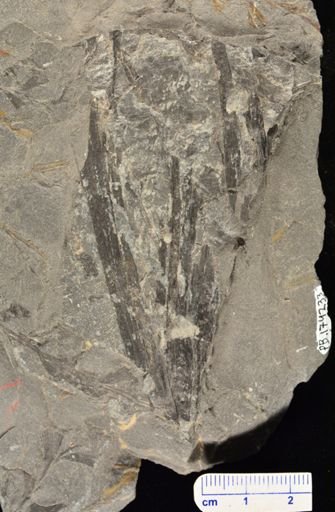 Archaeopteris sp.