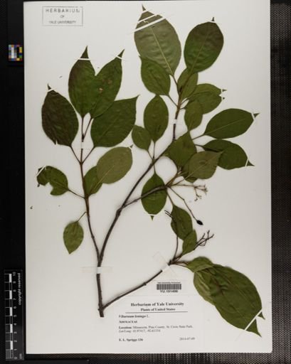 Plantae