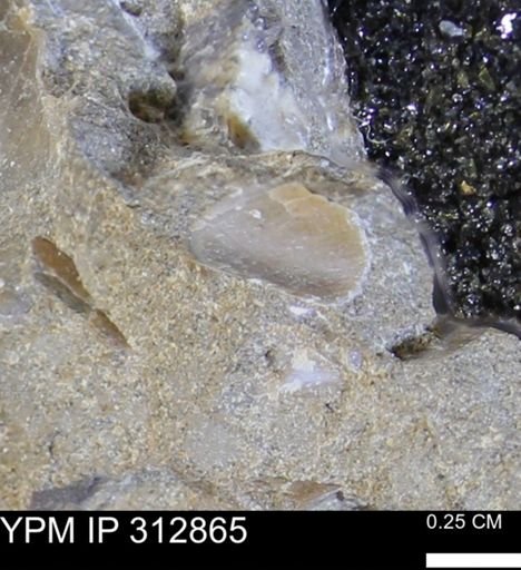 undet. Bivalvia