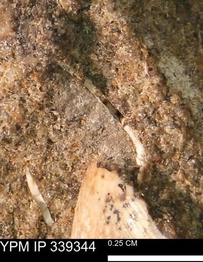 undet. Bivalvia