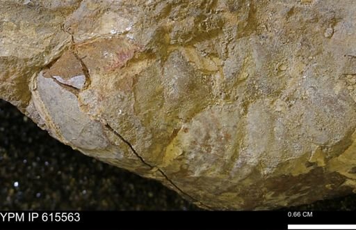Inoceramus sp.