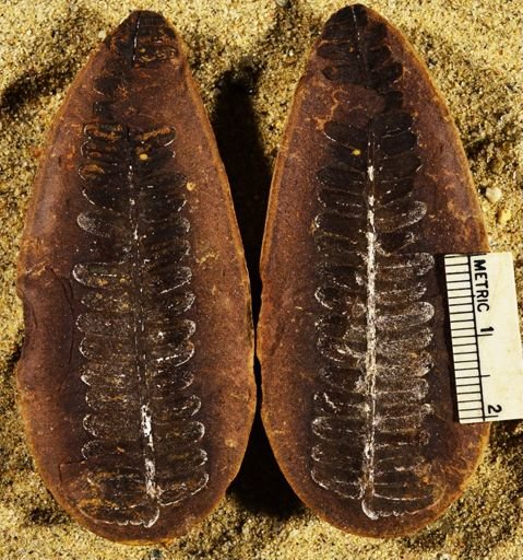 Pecopteris