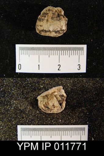 Marginifera capaci