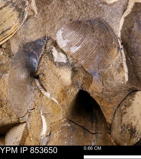 Parallelodon?