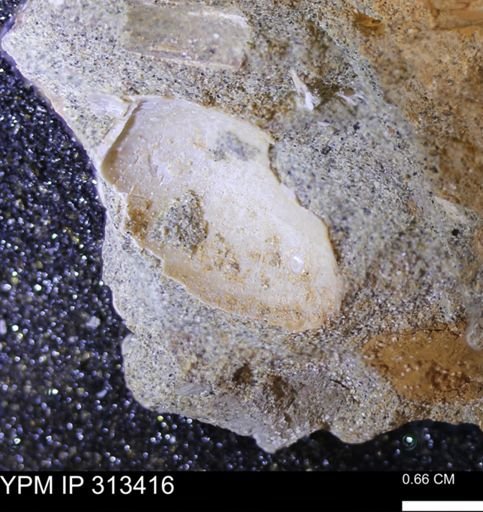 Corbicula sp.