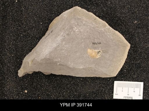undet. Scaphitidae