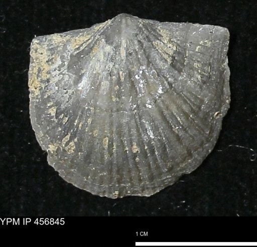 Stropheodonta sp.