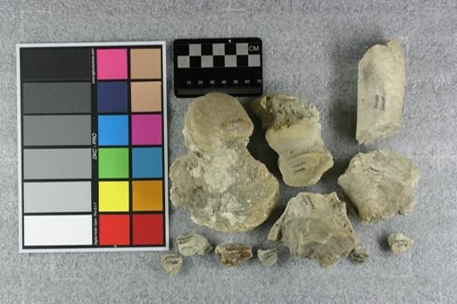 Subhyracodon sp.