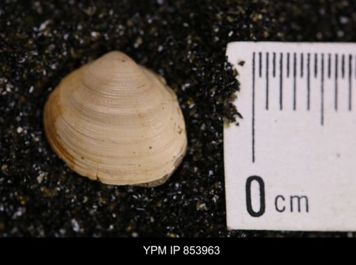 Limopsis striatopunctatus