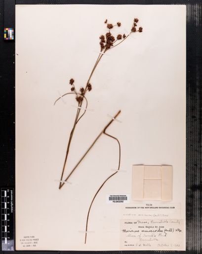 Cladium mariscoides