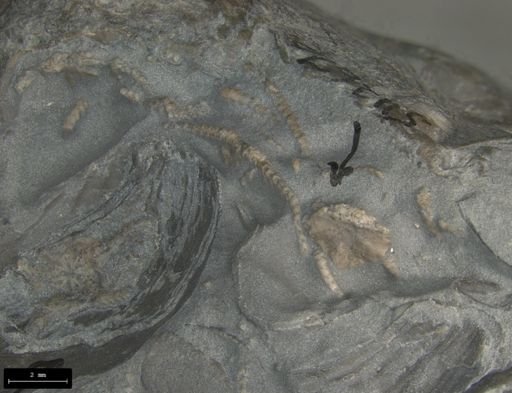 Aplocoma damesii