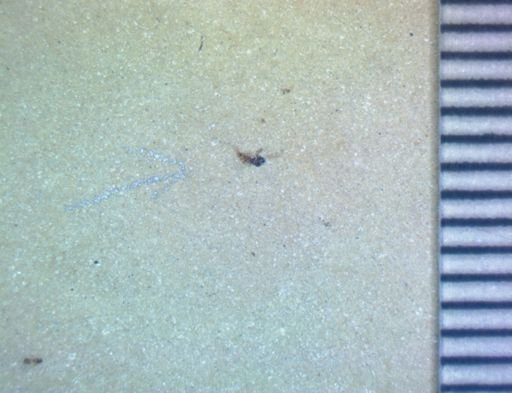 Hemiptera?