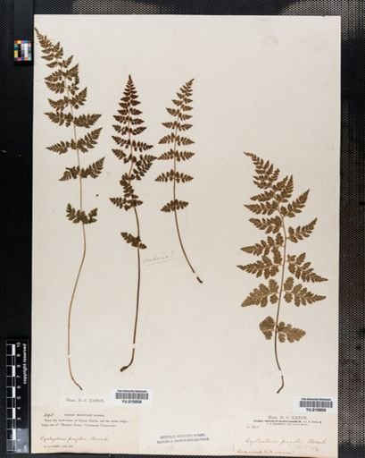 Cystopteris fragilis