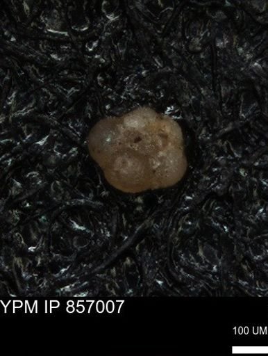 undet. Foraminiferida