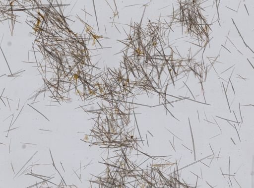 Weberella sp.