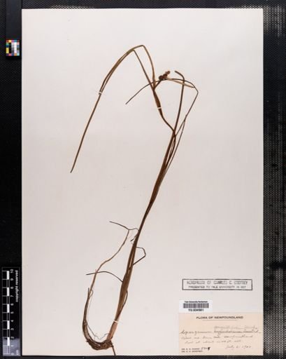 Sparganium angustifolium