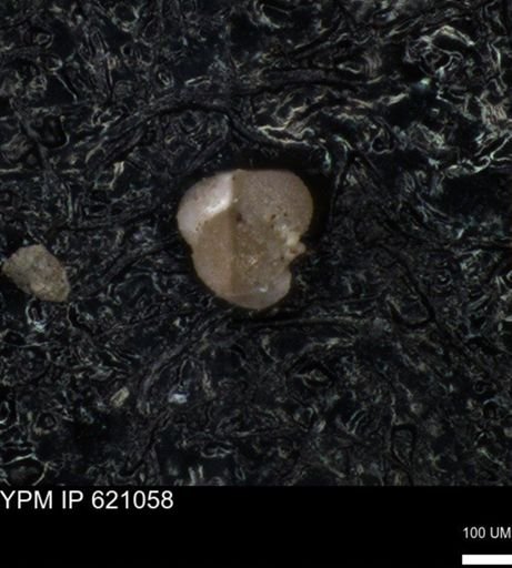 undet. Foraminiferida