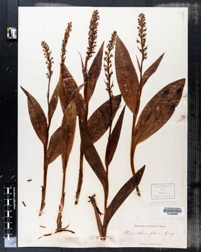 Habenaria virescens