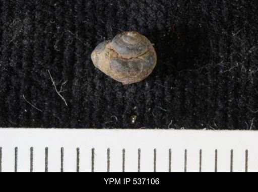 Viviparus montanaensis