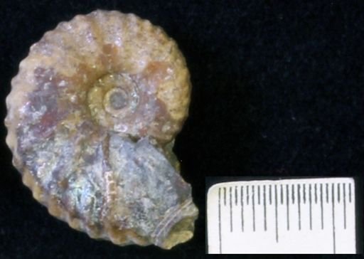 undet. Scaphitidae