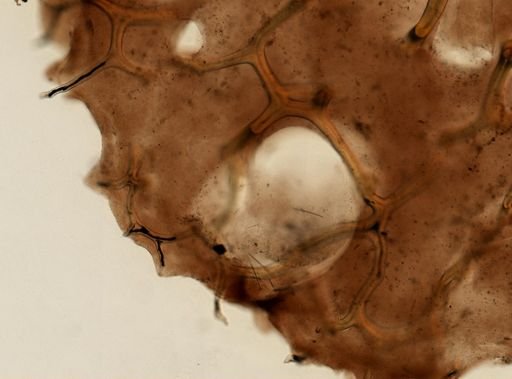 Aplysina sp.