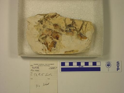 undet. Actinopterygii