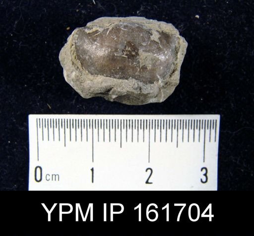Plectambonites glabra