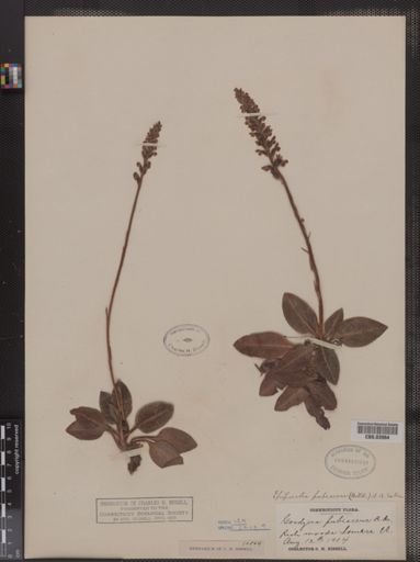Epipactis pubescens