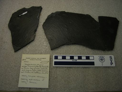 Tanytrachelos ahynis